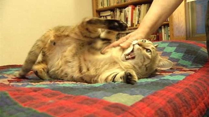 Американский солдат привез из Афганистана кота