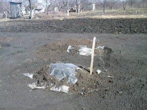 Как укрывать на зиму виноград – учитываем климат + Видео Как укрывать на зиму виноград – учитываем климат + Видео