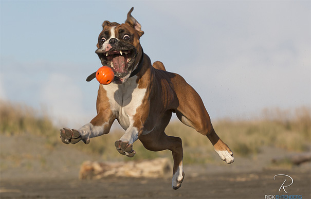 собака и мяч