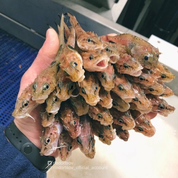 Чудища морских глубин Чудища морских глубин