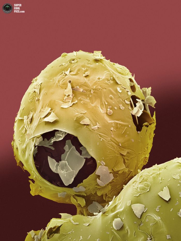 Еда под микроскопом еда, микроскоп