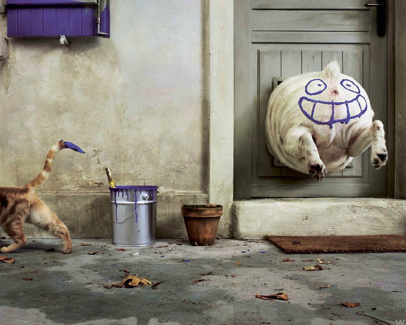 Лишился номера телефона за хамство Лишился номера телефона за хамство история, прикол