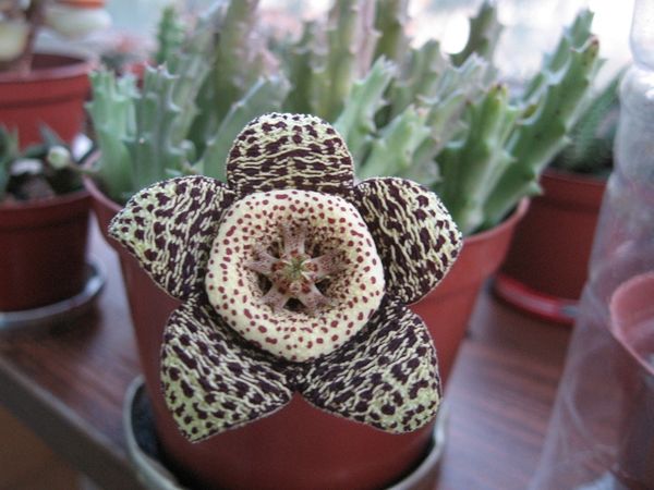 STAPELIA VARIEGATA