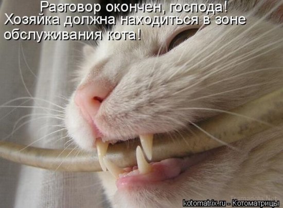 Котоматрица 18