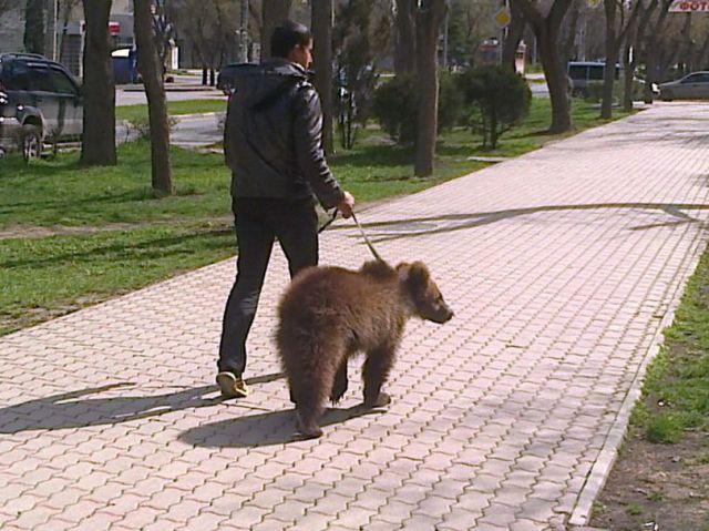 Все в порядке, вы в России животные, медведь, россия