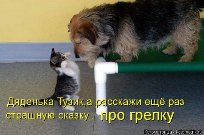 Лучшие котоматрицы недели (49 фото) Забавный котопост