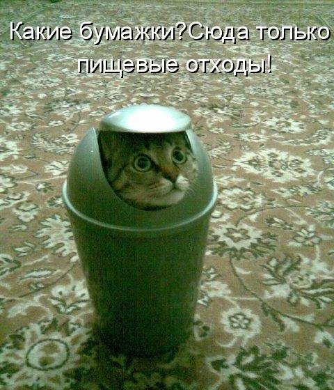 Котоматрица (81 фото)