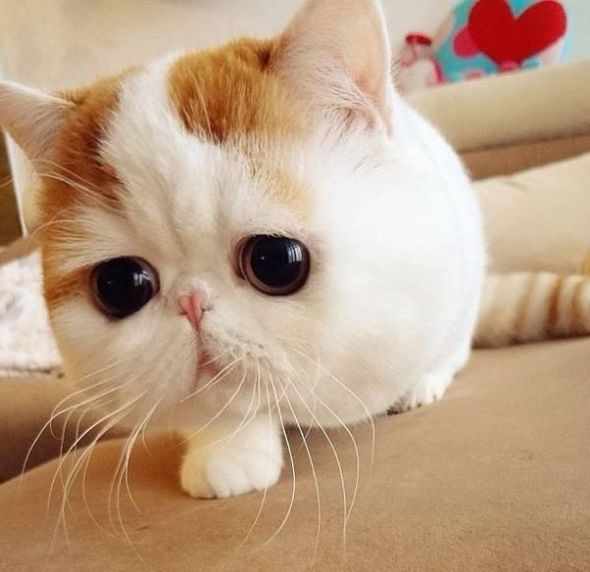 Кошка на даче фото Кошка на даче фото