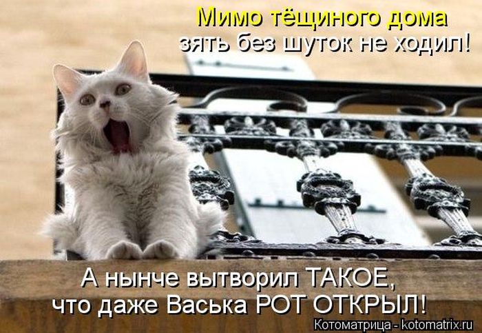 ����������� (49 ����)