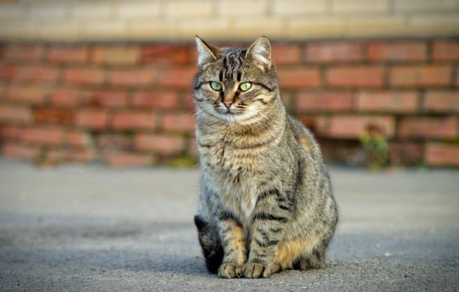 Истории, которые делают нас лучше: серый кот Истории, которые делают нас лучше: серый кот
