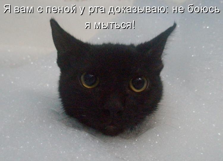 Котоматрица (81 фото)