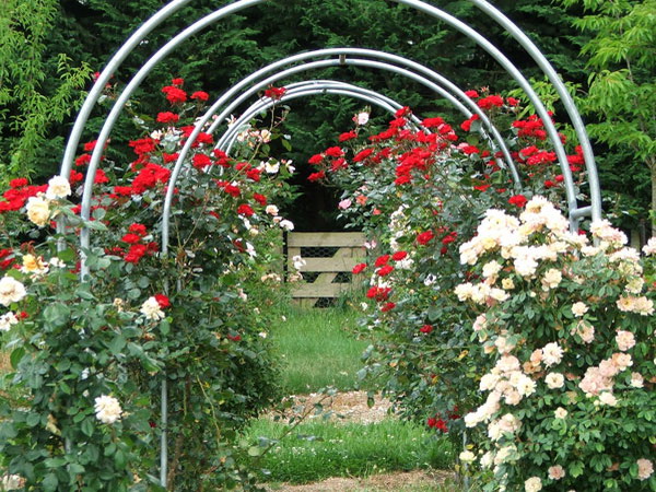 4497432_rosesingardeninspiration23 (600x450, 149Kb)