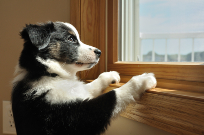 собака ждет у окна