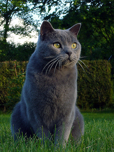 Шартрез (Chartreux) Шартрез — Картезианская кошка с золотыми глазами