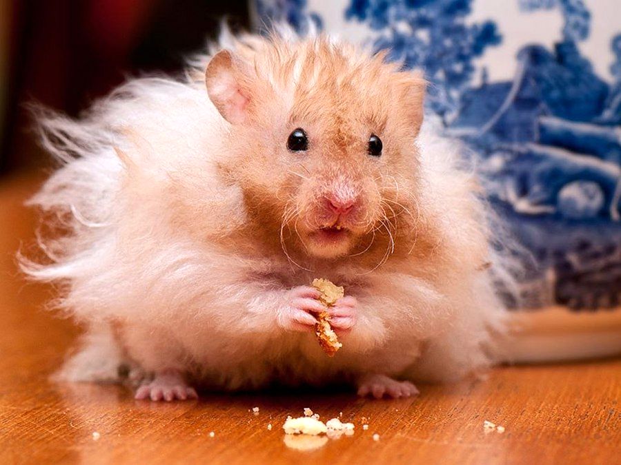 NewPix.ru - ������������ ���������� ��������