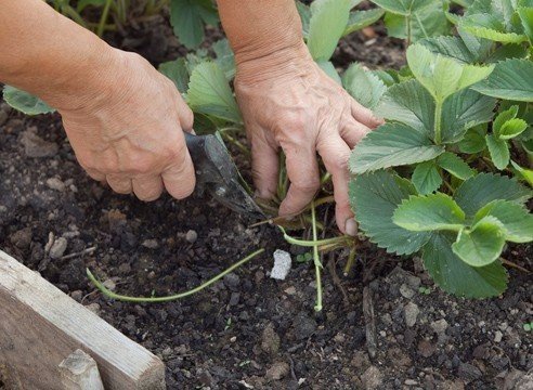 КЛУБНИКА: УХОД ПОСЛЕ СБОРА УРОЖАЯ. ПО-ША-ГО-ВО!)))