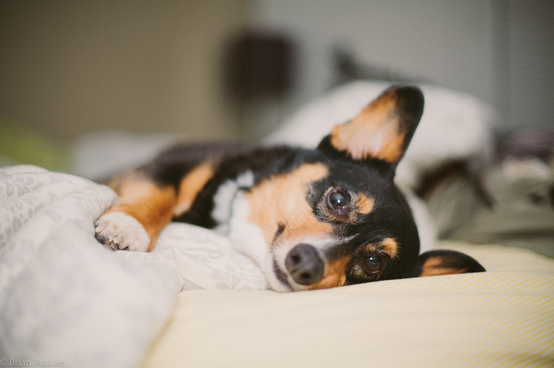 ������ ����� �����-�����. ����