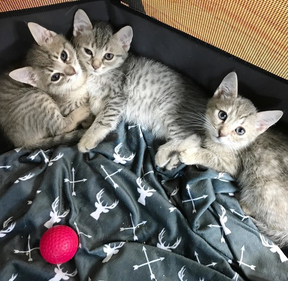 девушка спасает котят три котенка на кровати