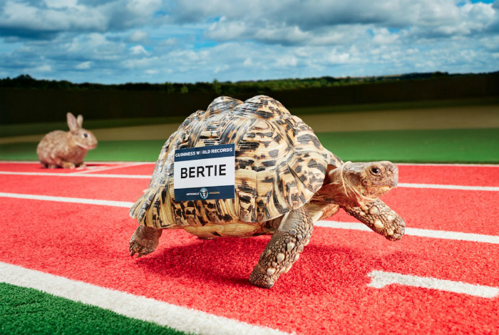 Черепаха Берти пробежала 0,28 метров за одну секунду и установила мировой рекорд.