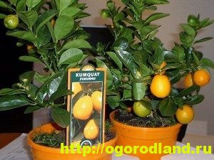 Кумкват. Что это за фрукт? Как вырастить кумкват у себя дома