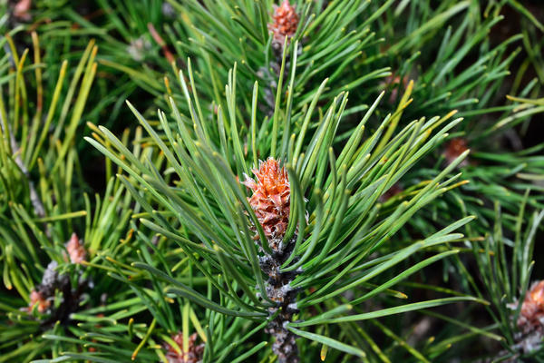   (Pinus mugo)