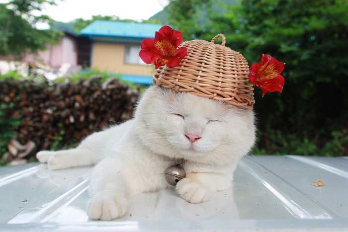 Прикольные животные. Кот в отпуске (29 фото). животные, кот, отпуск