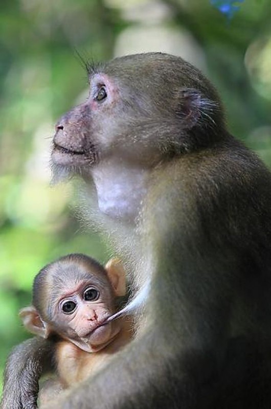 primate2 530x800     Phu Khieo