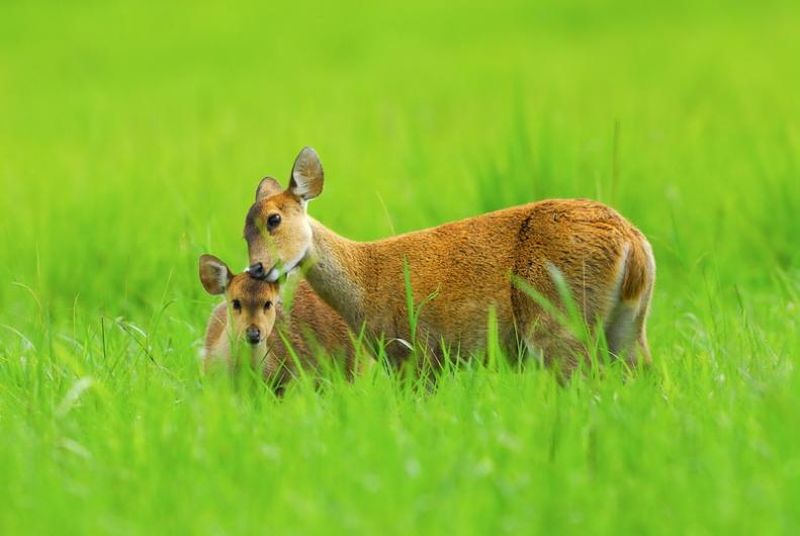 hog deer2     Phu Khieo