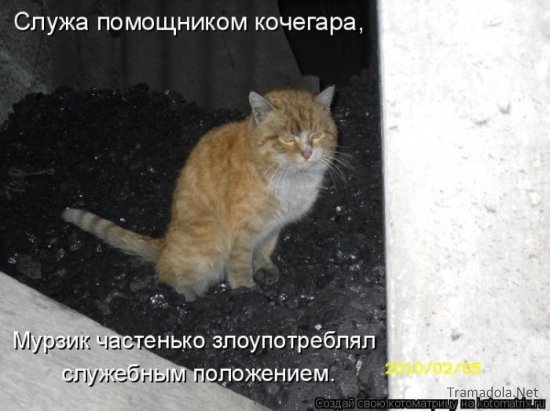 Котоматрица 18