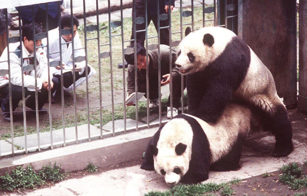 Пан-Пан и Лей-Лей. Фото: AFP PHOTO / AFP PHOTO / STR CHINA-PANDA