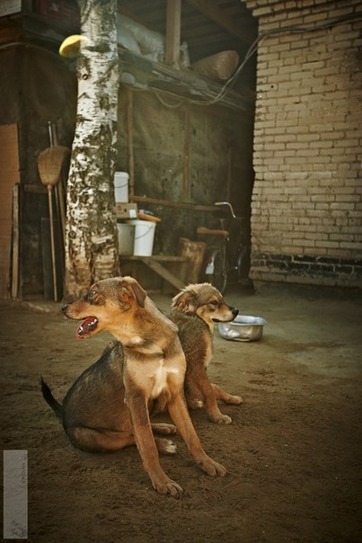 Реальность сложного, но приятного хобби. Я владелец приюта......