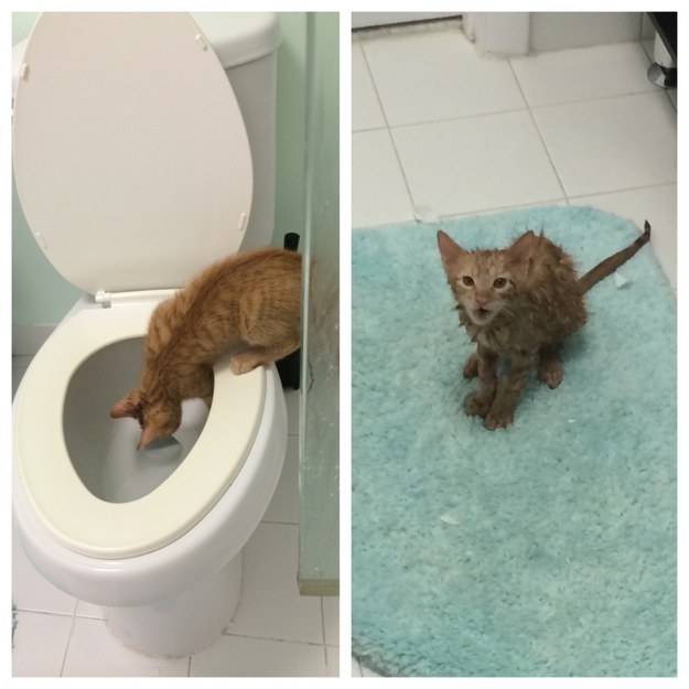 17 фото, которые поймут только владельцы котов 17 фото, которые поймут только владельцы котов