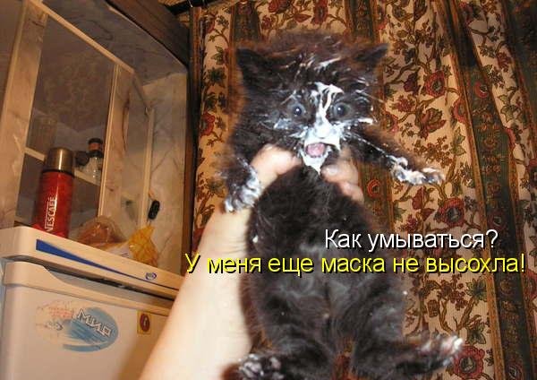 Котоматрица (81 фото)