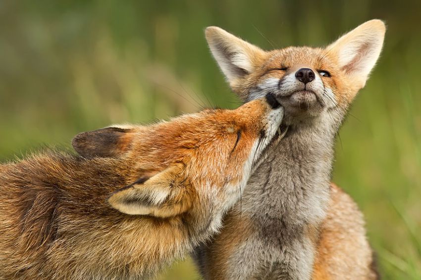 Лисы в дикой природе. Фотографии Roeselien Raimond фото, лисы, природа