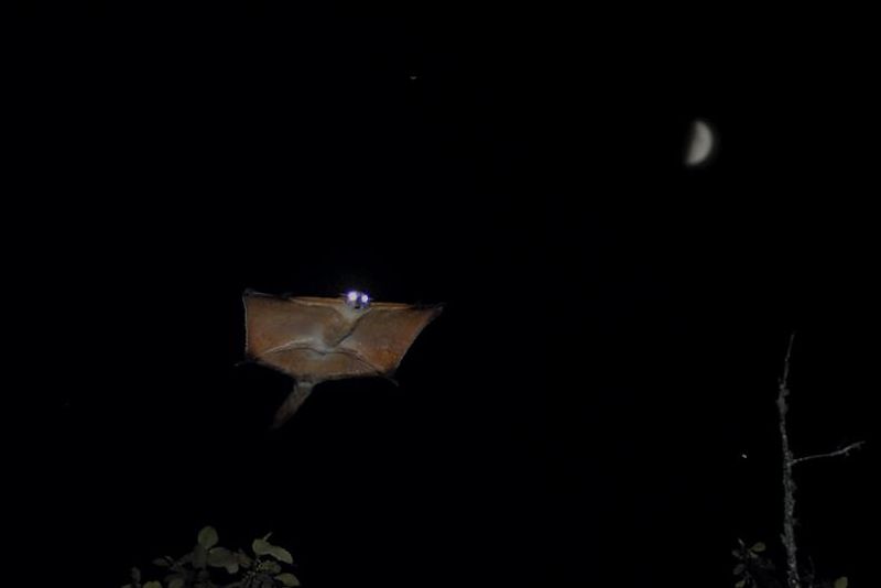 giant flying squirrel1     Phu Khieo