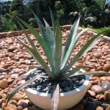 Агава американская - Agave americana