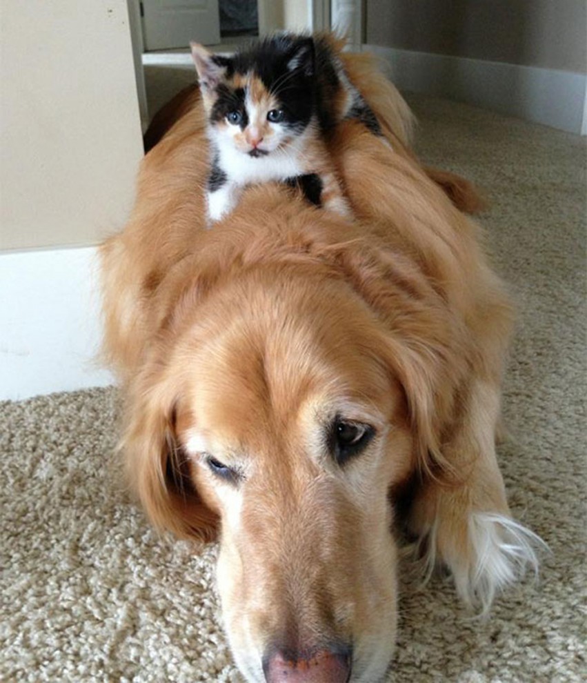 Спящие коты