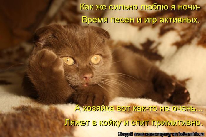 Лучшие котоматрицы недели