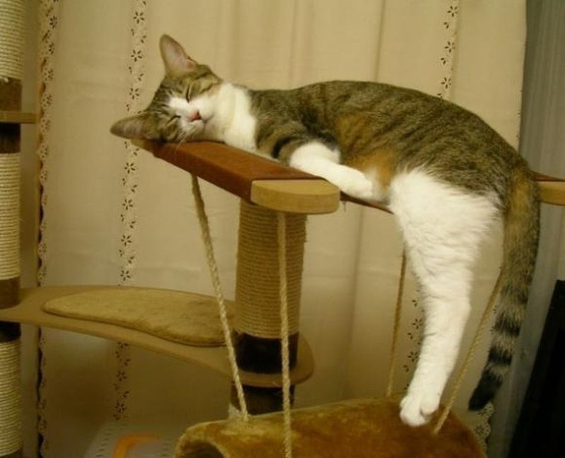 Коты, познавшие науку сна дрыхнут, коты