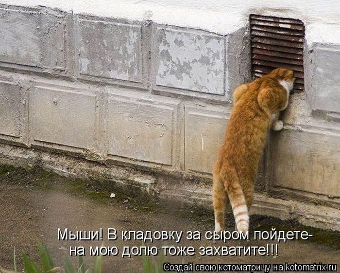 Лучшие котоматрицы недели