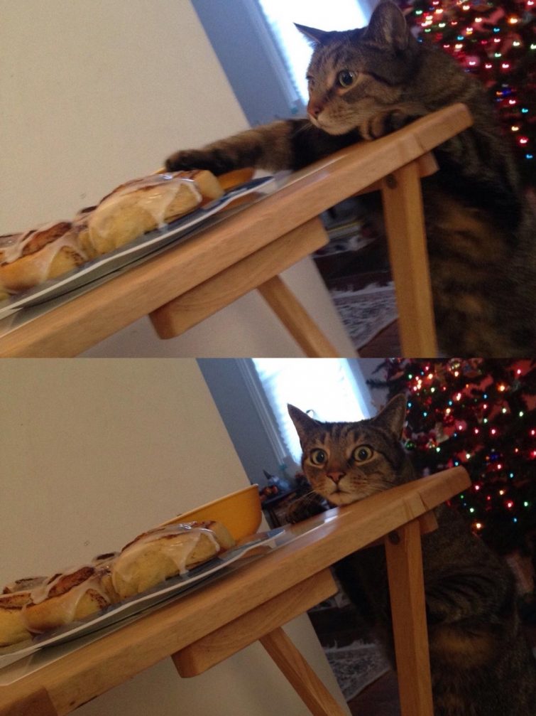 Смешные кошки