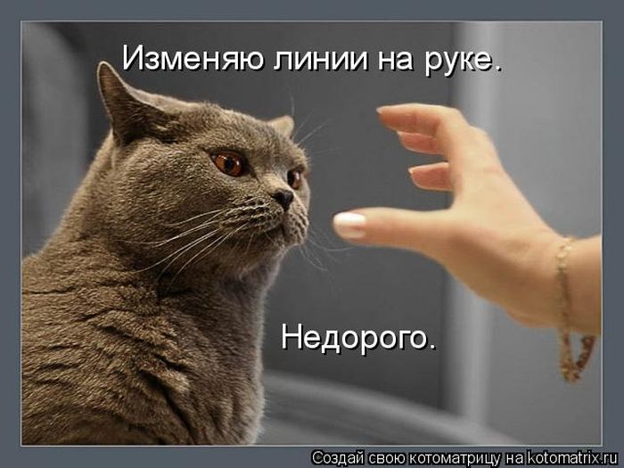 Лучшие котоматрицы недели (49 фото) Забавный котопост