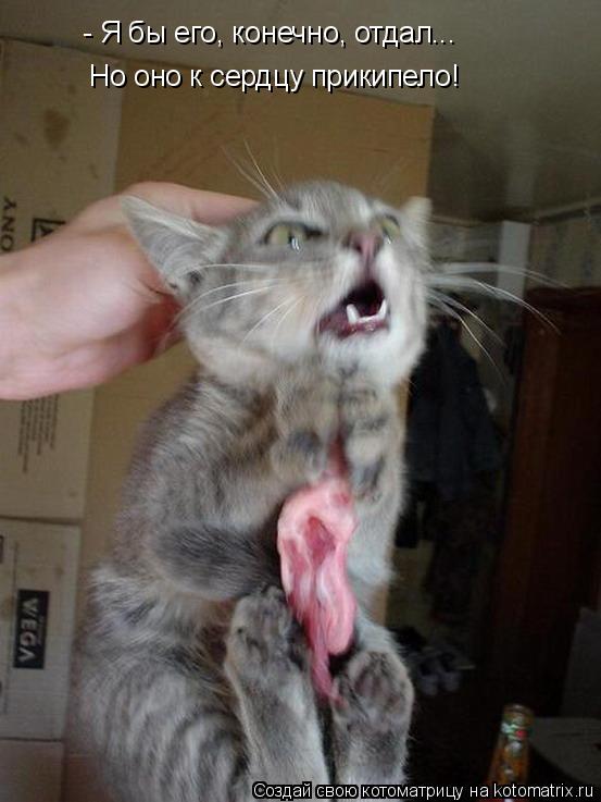 Ура!! Пятница - котоматрица!!! Ура!! Пятница - котоматрица!!!