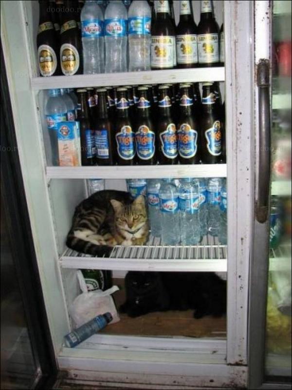 ��� � ������������