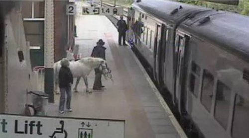 Странные пассажиры в общественном транспорте (17 фото) Странные пассажиры в общественном транспорте (17 фото)