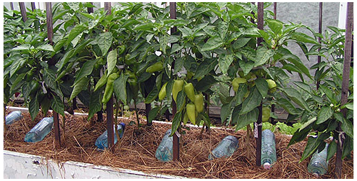 ������� ����������� �����