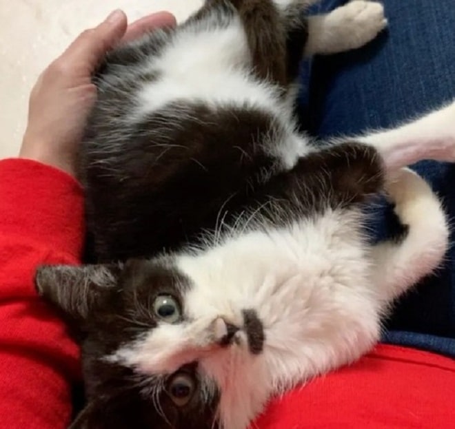 Котенок и рука Котенок лежит