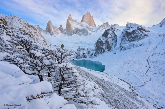 Лучшие фотографии диких животных