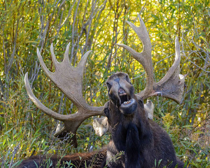 3085196_funnyanimalspicscomedywildlifephotographyawards325b07b89583865__700 700x560 160Kb