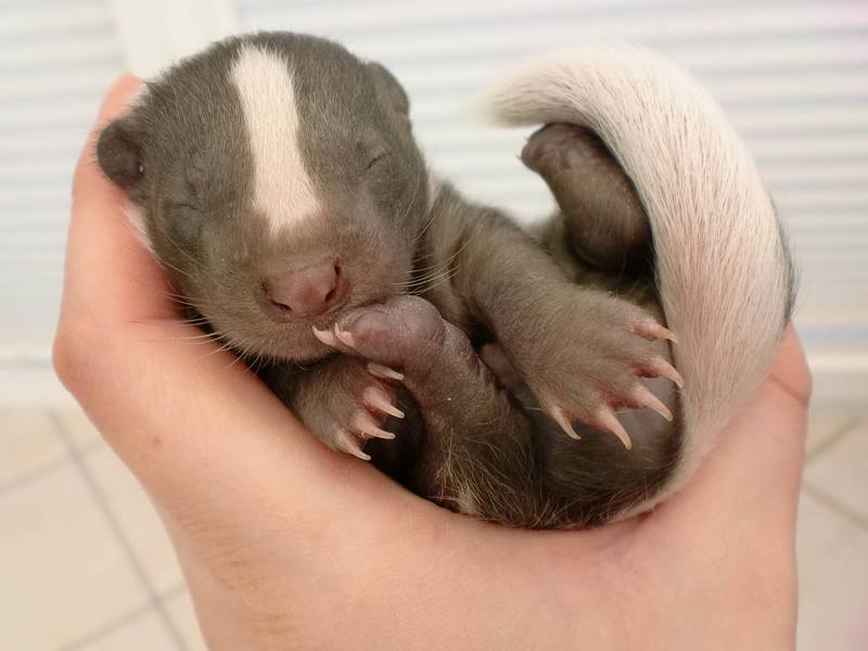 animalbaby39